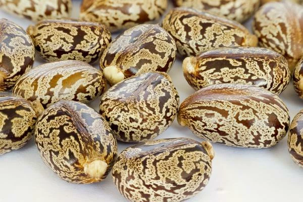 Which Country Produces the Most Castor Oil Seeds in the World?